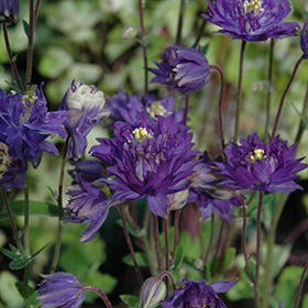 Clememtine Blue Columbine #2 gallon pot