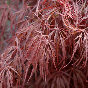Crimson Queen Japanese Maple #3 gallon pot