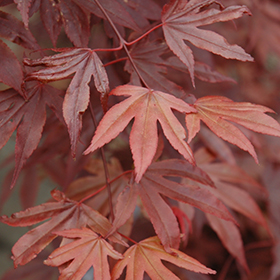 Fireglow Japanese Maple #15 gallon pot