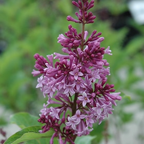 Royalty Lilac #1.5 gallon pot