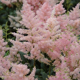 Peach Blossom Astilbe #1.5 gallon pot
