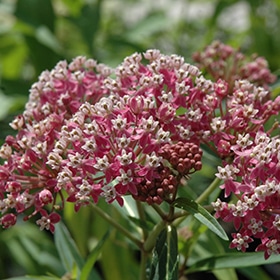 Cinderella Milkweed #1.5 gallon pot