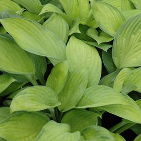 Gold Standard Hosta #3 gallon pot