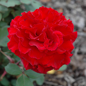 Love's Promise Rose #3 gallon pot