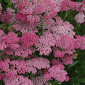 Pink Grapefruit Yarrow #1 gallon pot
