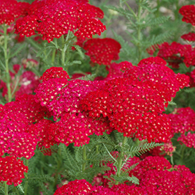 Pomegranate Yarrow #1 gallon pot