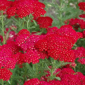 Pomegranate Yarrow #1 gallon pot