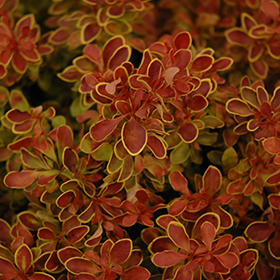 Admiration Japanese Barberry #2 gallon pot