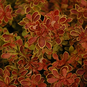 Admiration Japanese Barberry #5 gallon pot
