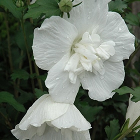 White Chiffon Rose of Sharon #2 gallon pot - Proven Winners