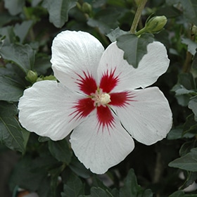Lil' Kim Rose of Sharon #5 gallon pot - Proven Winners