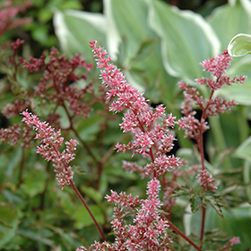 Key Largo Astilbe #1 gallon pot