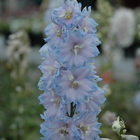 Magic Fountains Sky Blue Larkspur #2 gallon pot