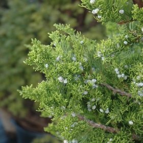 Hollywood Juniper #3 gallon pot