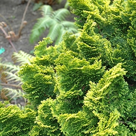 Dwarf Golden Hinoki Falsecypress #2 gallon pot