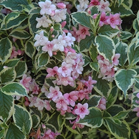 Variegated Weigela #3 gallon pot