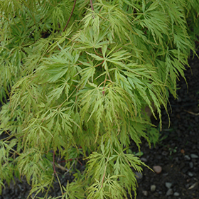 Seiryu Japanese Maple #1 gallon pot