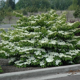 Shasta Doublefile Viburnum #5 gallon pot