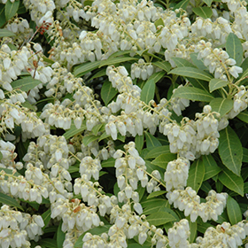 Cavatine Dwarf Japanese Pieris #3 gallon pot