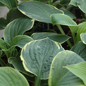 Christmas Tree Hosta #1.5 gallon pot