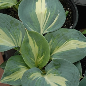 Dream Queen Hosta #1 gallon pot