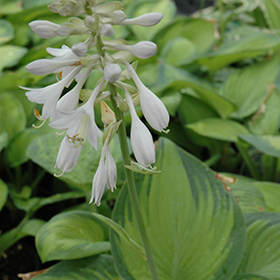 Paradigm Hosta 4.25"/quart pot