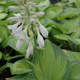 Paradigm Hosta #1 gallon pot
