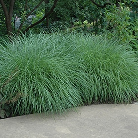 Little Kitten Dwarf Maiden Grass #1.5 gallon pot