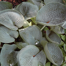 Abiqua Drinking Gourd Hosta #2 gallon pot