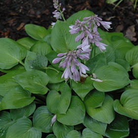 Blue Cadet Hosta #1 gallon pot