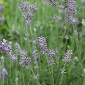 Baby Blue English Lavender #1 gallon pot