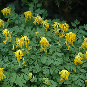 Golden Corydalis #1 gallon pot