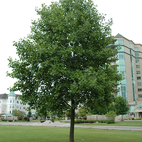 Tuliptree #30 gallon pot
