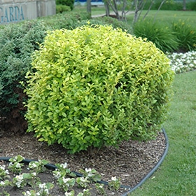 Golden Privet #5 gallon pot