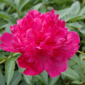 Felix Crousse Peony #3 gallon pot