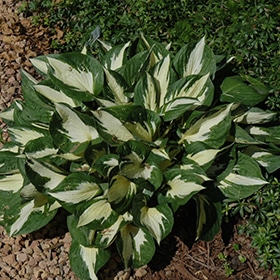 Loyalist Hosta #1.5 gallon pot