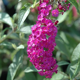 Royal Red Butterfly Bush #3 gallon pot