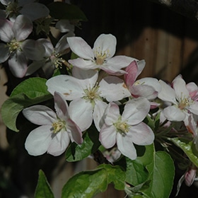 Jonathan Apple #7 gallon pot