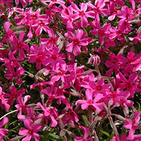 Scarlet Flame Moss Phlox #1 gallon pot