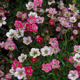 Purple Robe Saxifrage 4.25"/quart pot