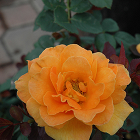 Vavoom Rose #3 gallon pot