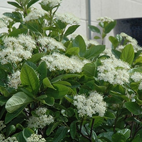 Winterthur Viburnum #3 gallon pot