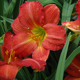 Red Rum Daylily #2 gallon pot