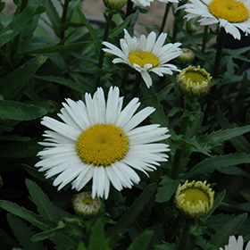 Snow Lady Shasta Daisy 4.25"/quart pot