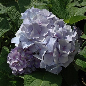 Penny Mac Hydrangea #3 gallon pot