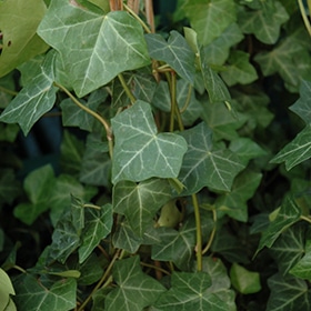 Thorndale Ivy #1 gallon pot