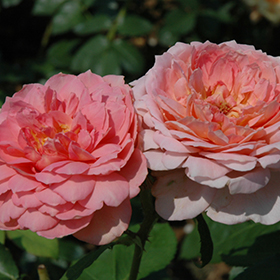 Carding Mill Rose #3 gallon pot - David Austin