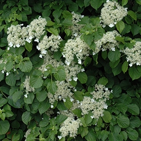 Climbing Hydrangea #5 gallon pot