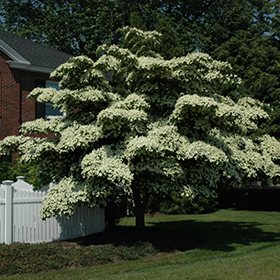 Chinese Dogwood #15 gallon pot