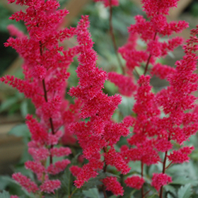 Fanal Astilbe #2 gallon pot